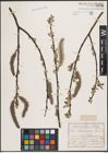 Foto von Salix cinerea L.